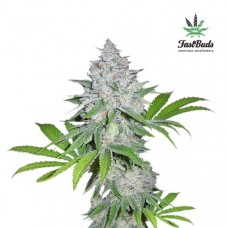 Californian Snow Auto - FastBuds